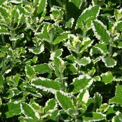 Mentha suaveolens 'Variegata'